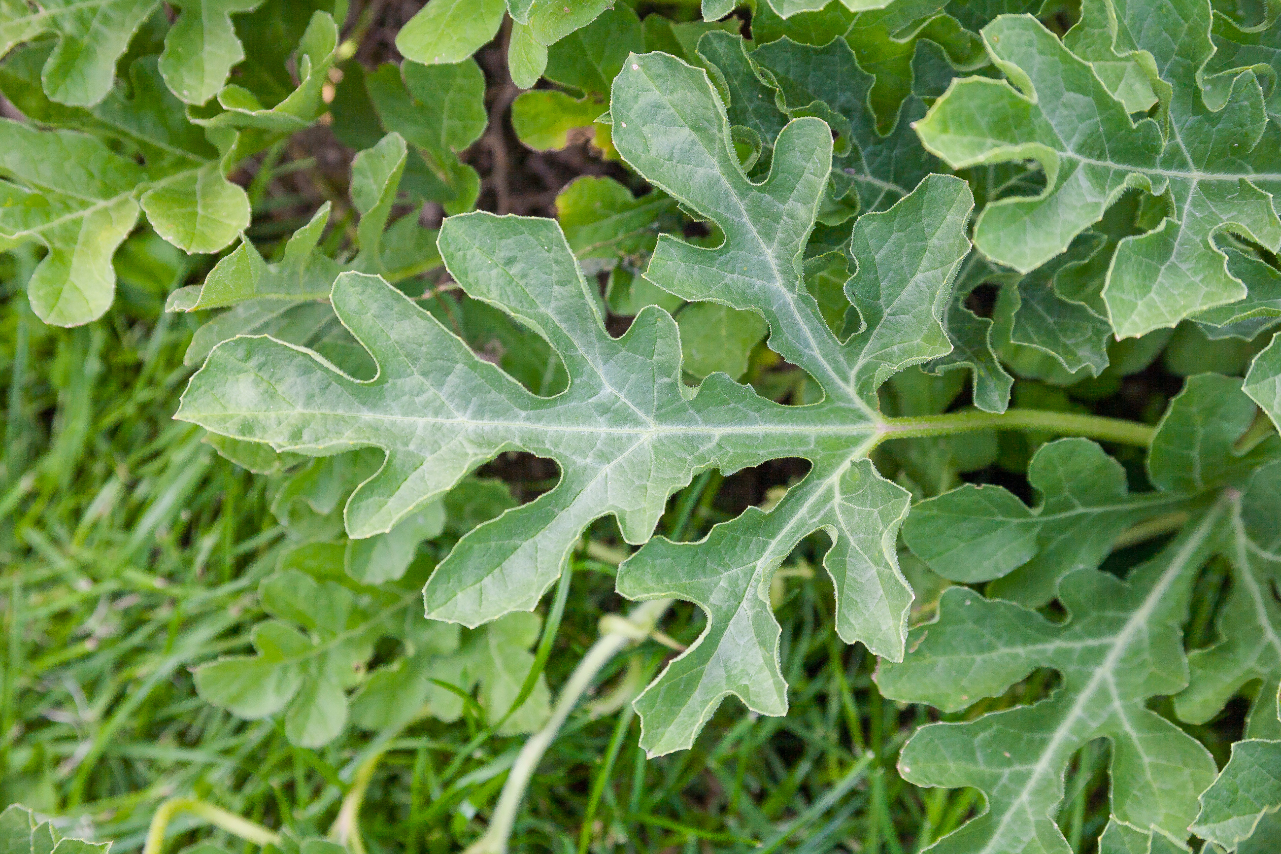 10x Koloquinte Samen (Citrullus Colocynthis) – Natürliche Nagetierabwehr & Exotische Gartenpflanze